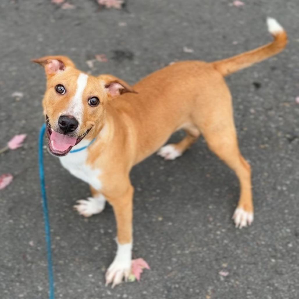 Enlarge Neal, a Adoptable mixed breed in Newberg, OR image 1/6
