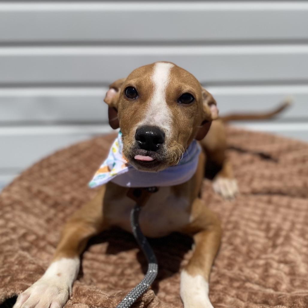 Enlarge Neal, a Adoptable mixed breed in Newberg, OR image 2/6