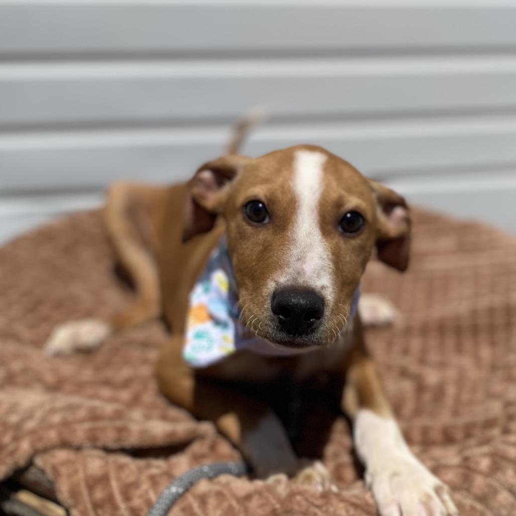 Enlarge Neal, a Adoptable mixed breed in Newberg, OR image 3/6