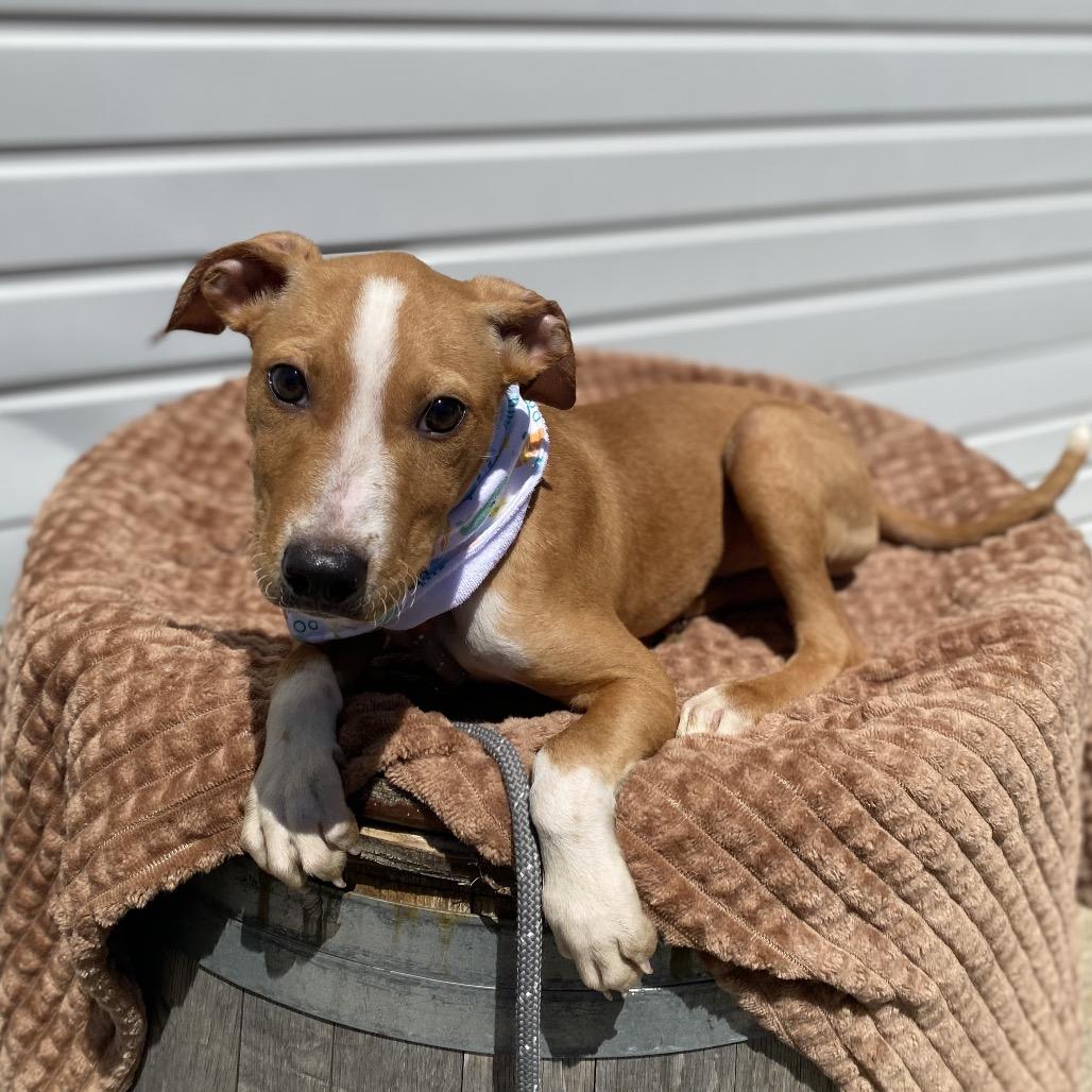 Enlarge Neal, a Adoptable mixed breed in Newberg, OR image 5/6
