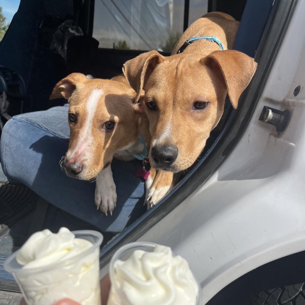 Enlarge Neal, a Adoptable mixed breed in Newberg, OR image 6/6