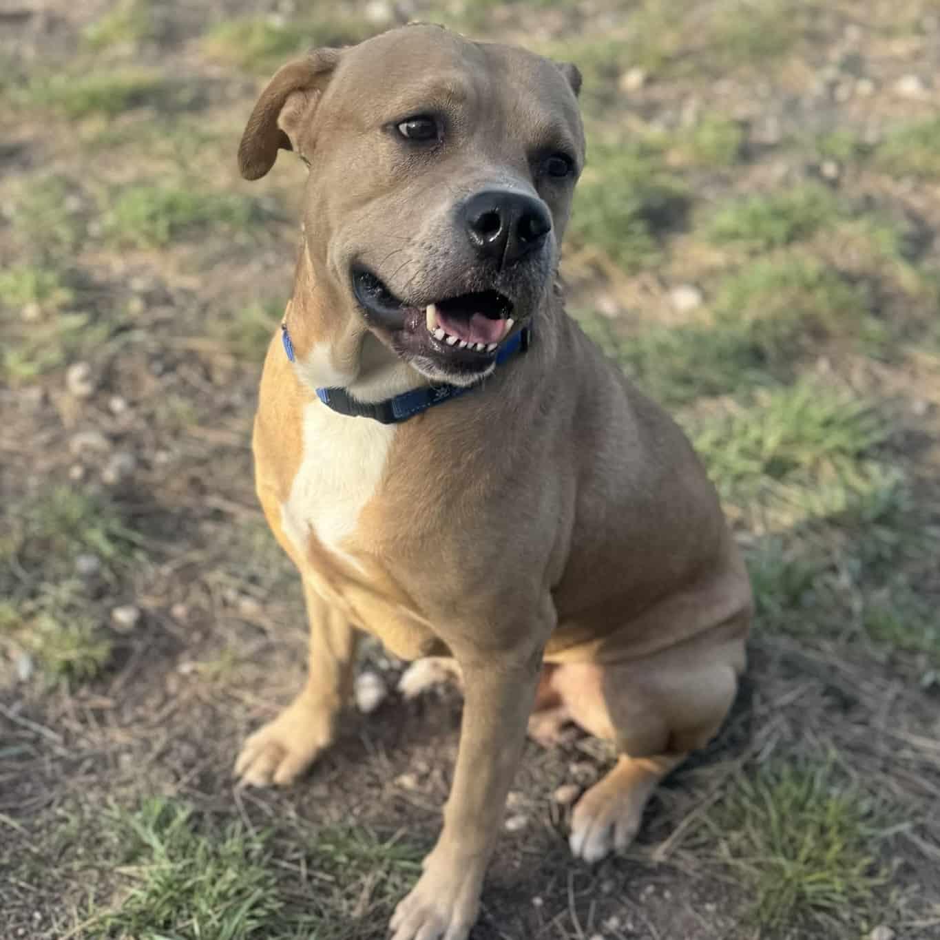 Enlarge Ray, a ADOPTABLE mixed breed in Mead, CO image 2/6