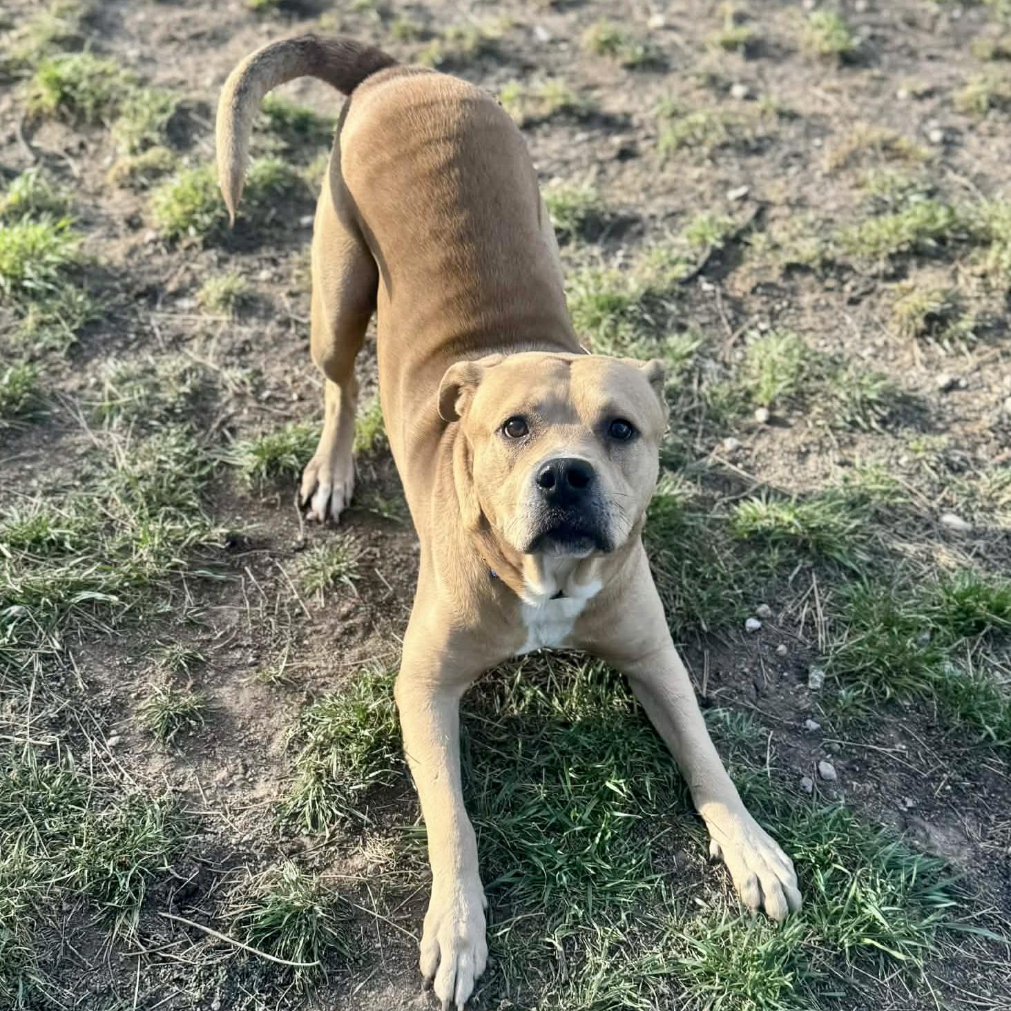 Enlarge Ray, a ADOPTABLE mixed breed in Mead, CO image 4/6