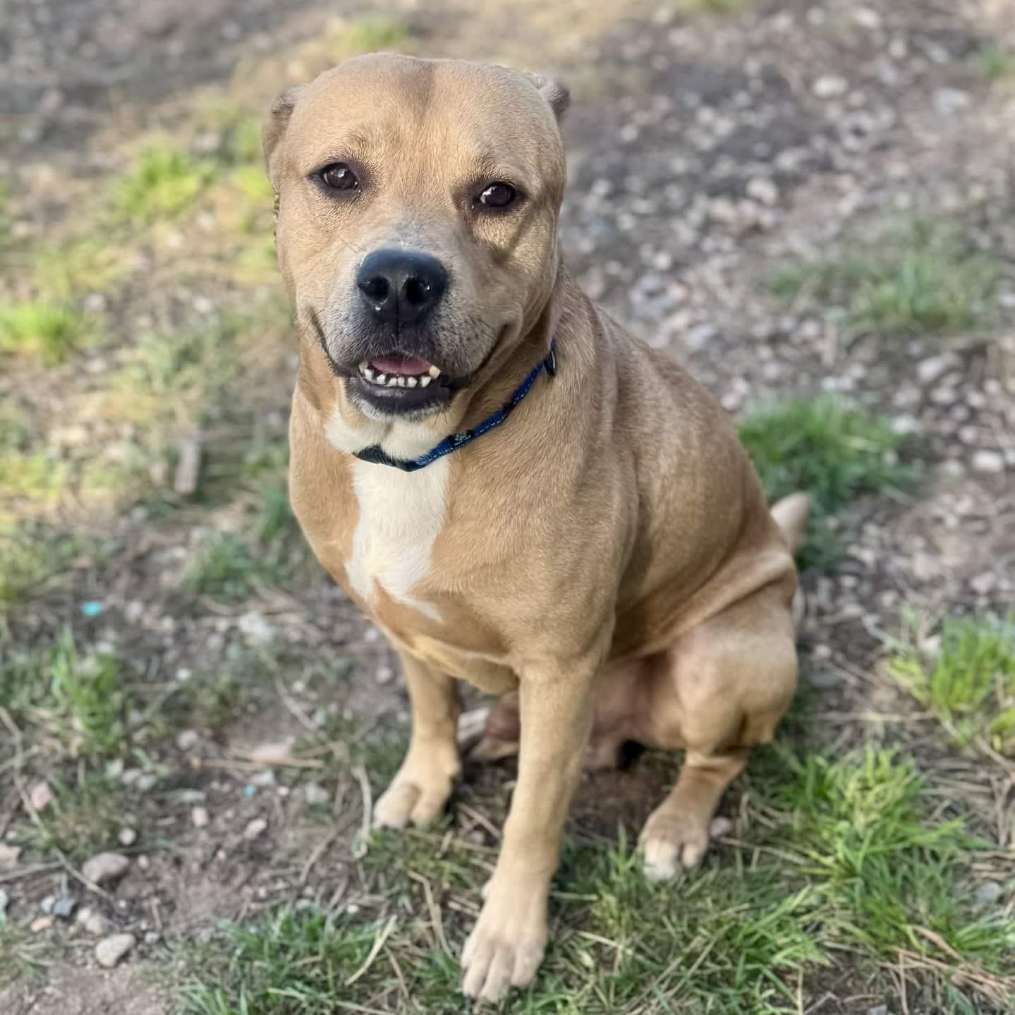 Enlarge Ray, a ADOPTABLE mixed breed in Mead, CO image 3/6
