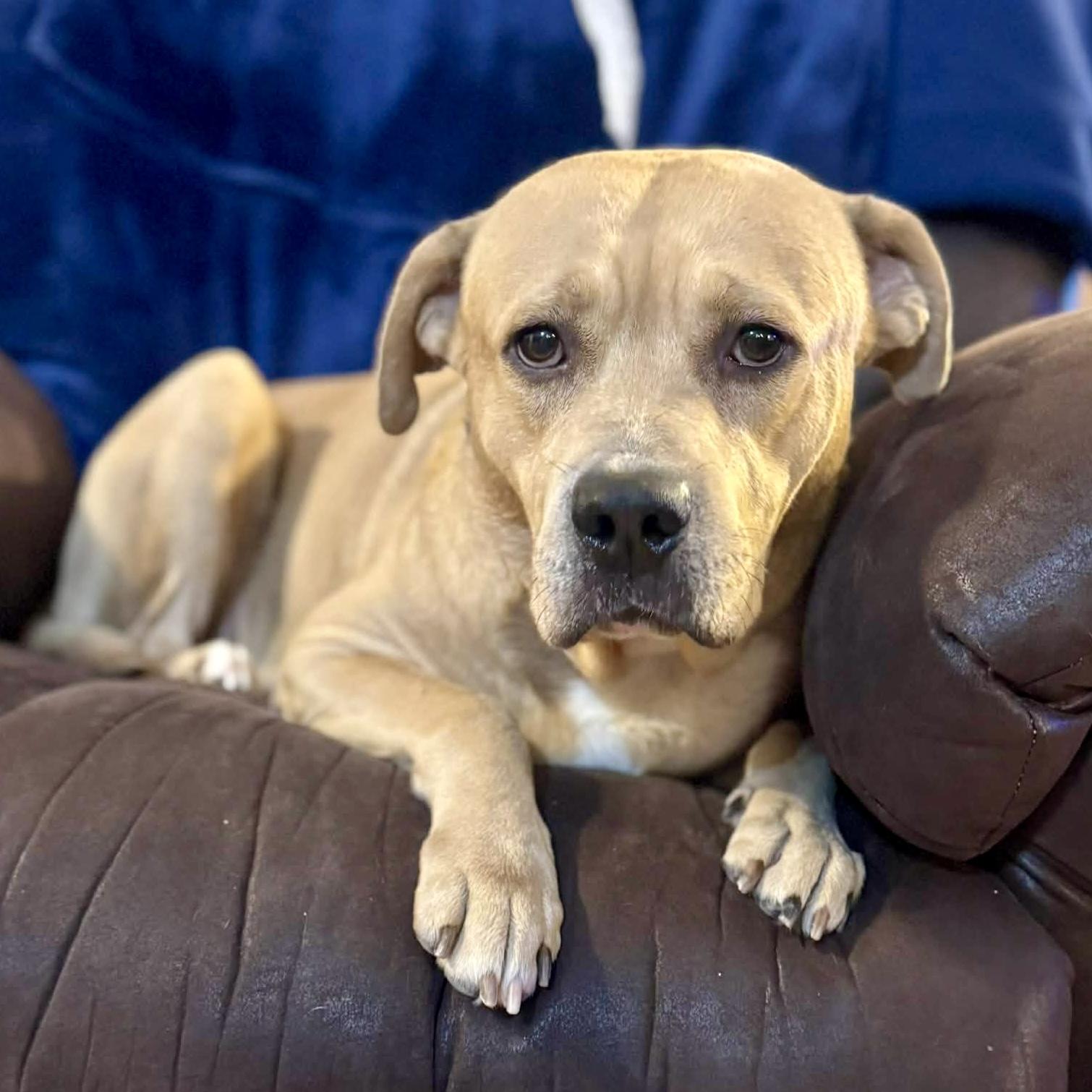 Enlarge Ray, a ADOPTABLE mixed breed in Mead, CO image 5/6