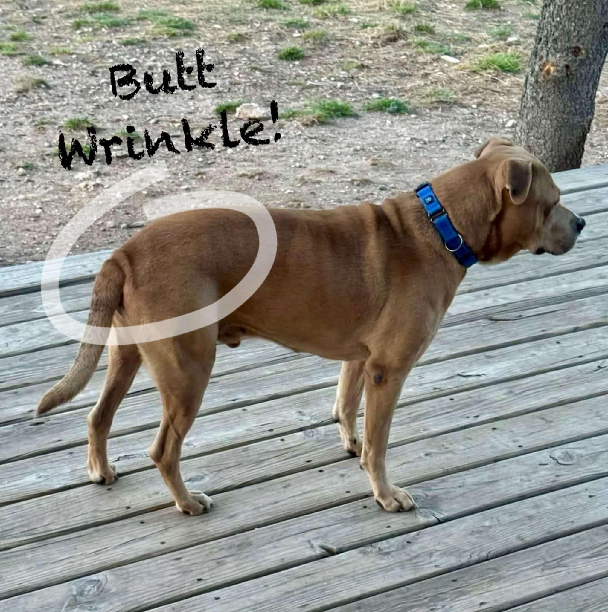 Enlarge Ray, a ADOPTABLE mixed breed in Mead, CO image 6/6