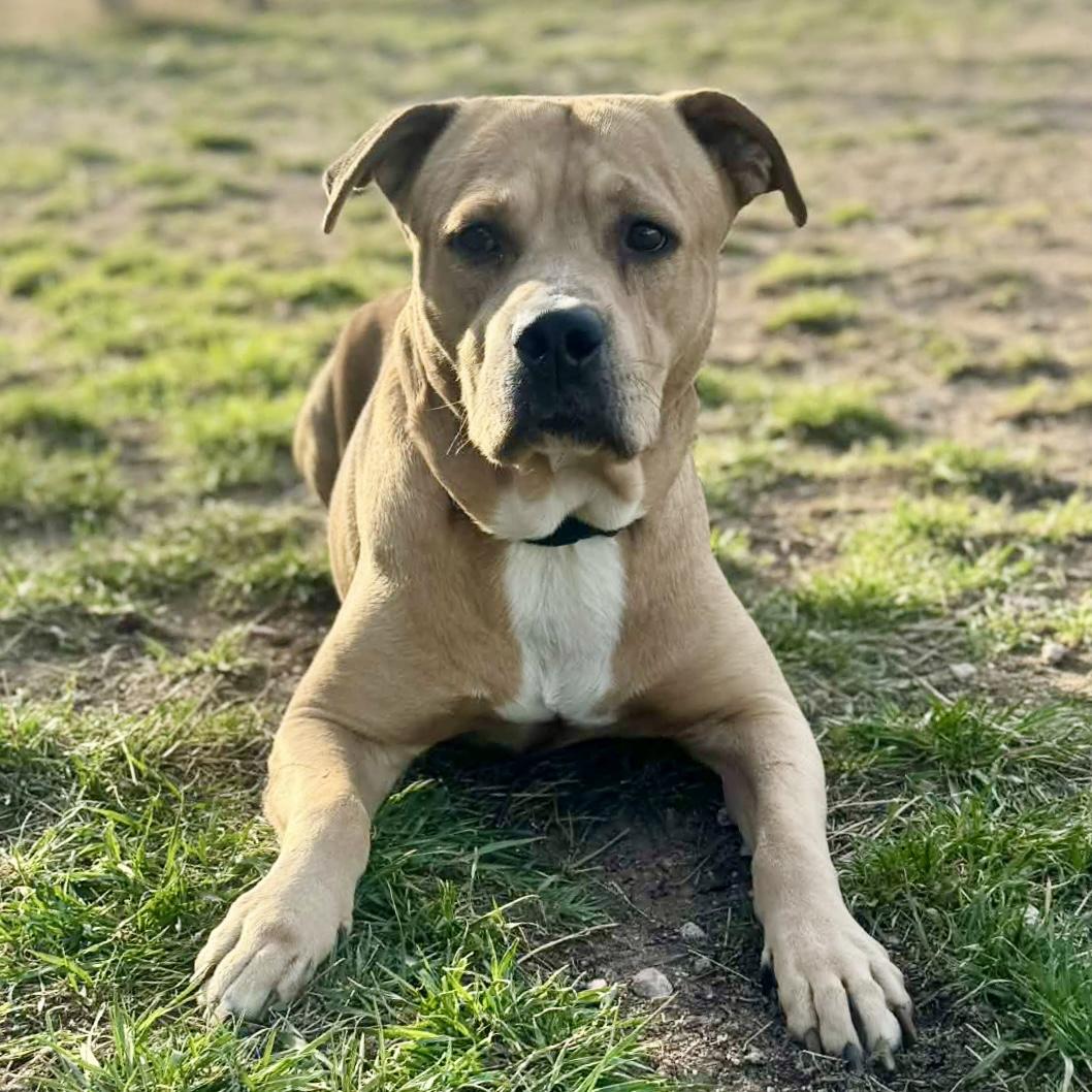 Ray, ADOPTABLE, Adult Male Pit Bull Terrier & Labrador Retriever.