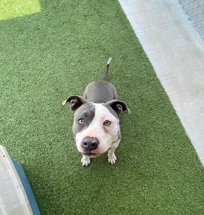 Enlarge April , a ADOPTABLE mixed breed in Fayetteville, AR image 2/5