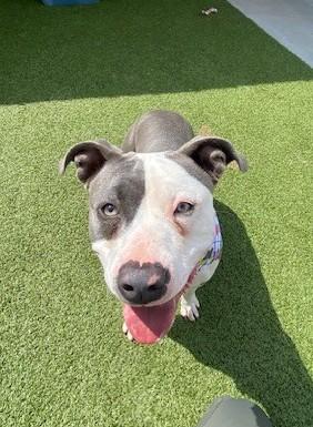 Enlarge April , a ADOPTABLE mixed breed in Fayetteville, AR image 3/5