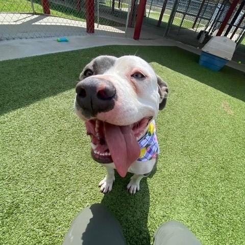 Enlarge April , a ADOPTABLE mixed breed in Fayetteville, AR image 5/5