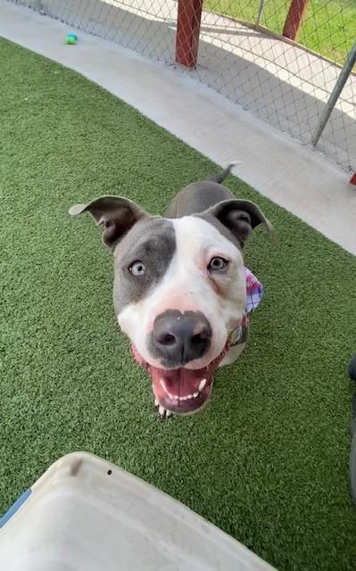 April , ADOPTABLE, Young Female Pit Bull Terrier.