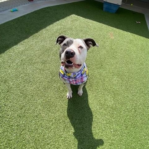 Enlarge April , a ADOPTABLE mixed breed in Fayetteville, AR image 4/5