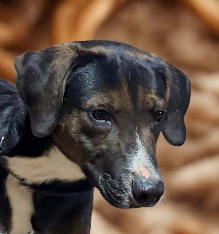 Enlarge Kringle , a ADOPTABLE Mountain Cur in Warrenton, VA image 1/4