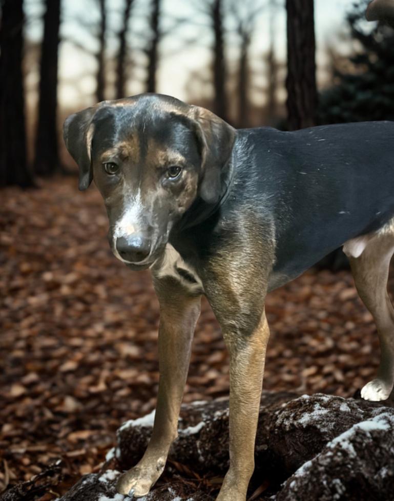Enlarge Kringle , a ADOPTABLE Mountain Cur in Warrenton, VA image 3/4
