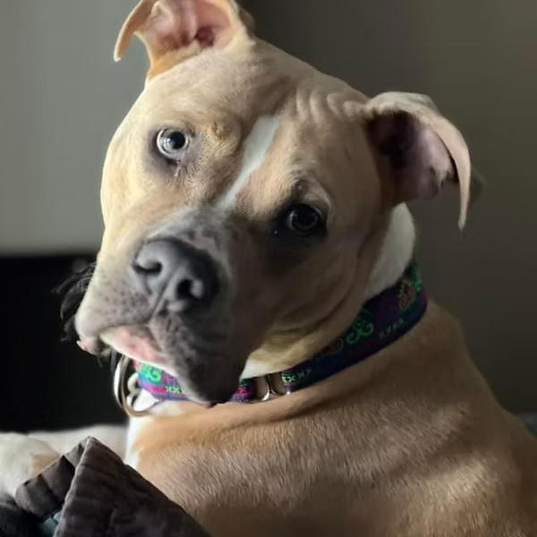 Enlarge Josie, a Adoptable mixed breed in Sioux Falls, SD image 1/6