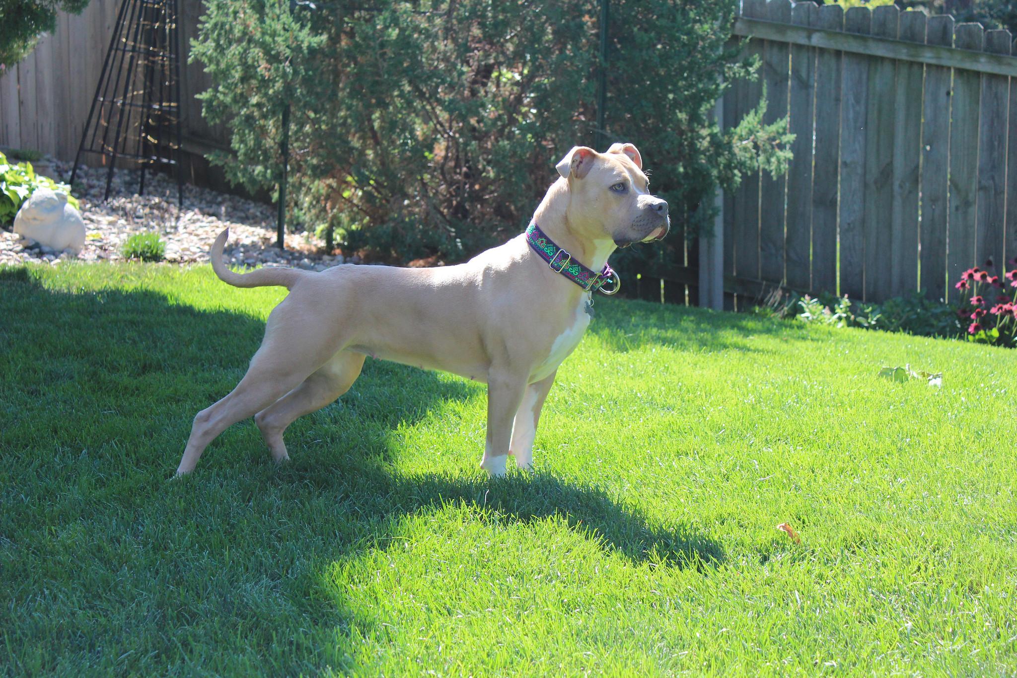 Enlarge Josie, an adopted mixed breed in Sioux Falls, SD image 4/6