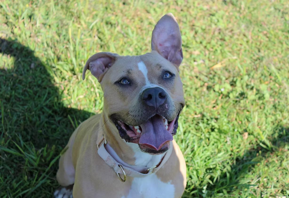 Enlarge Josie, a Adoptable mixed breed in Sioux Falls, SD image 2/6