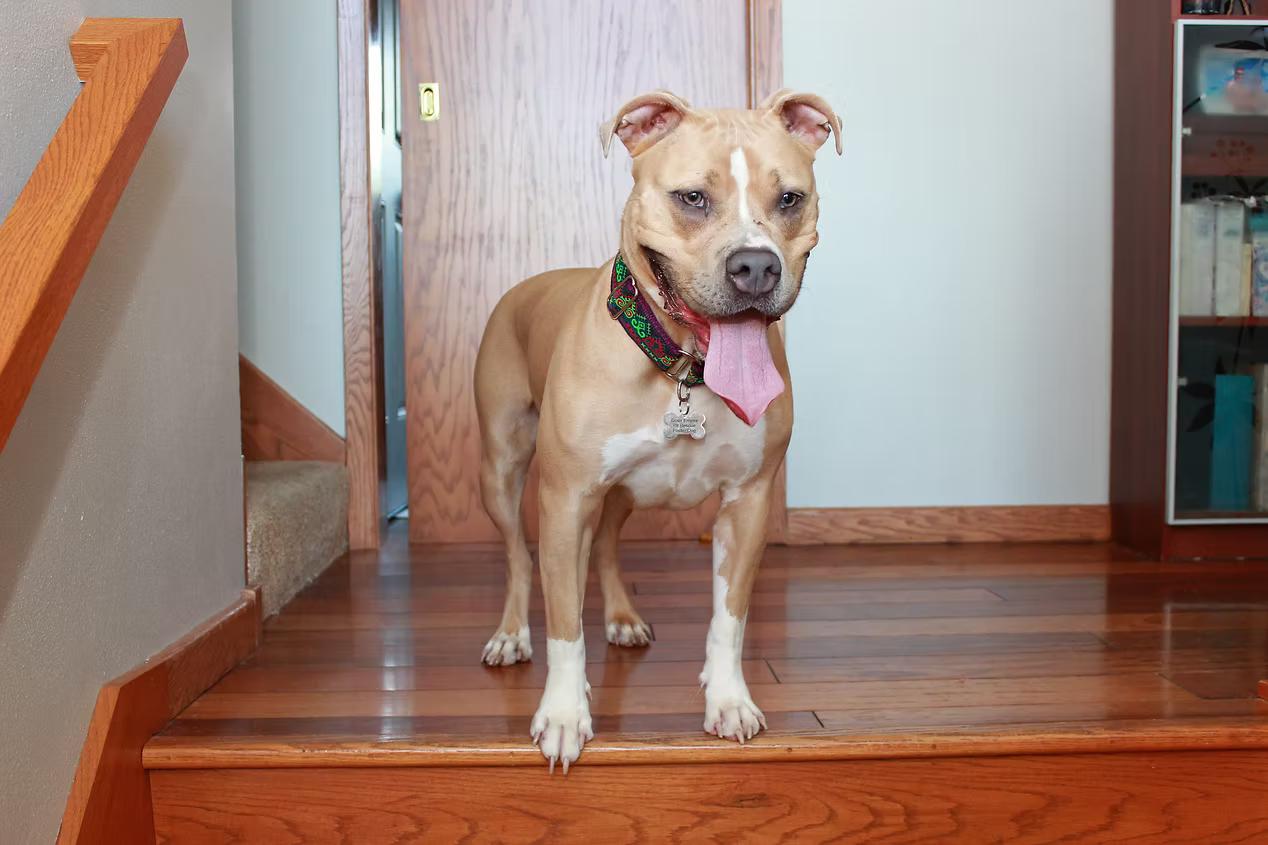 Enlarge Josie, a Adoptable mixed breed in Sioux Falls, SD image 3/6