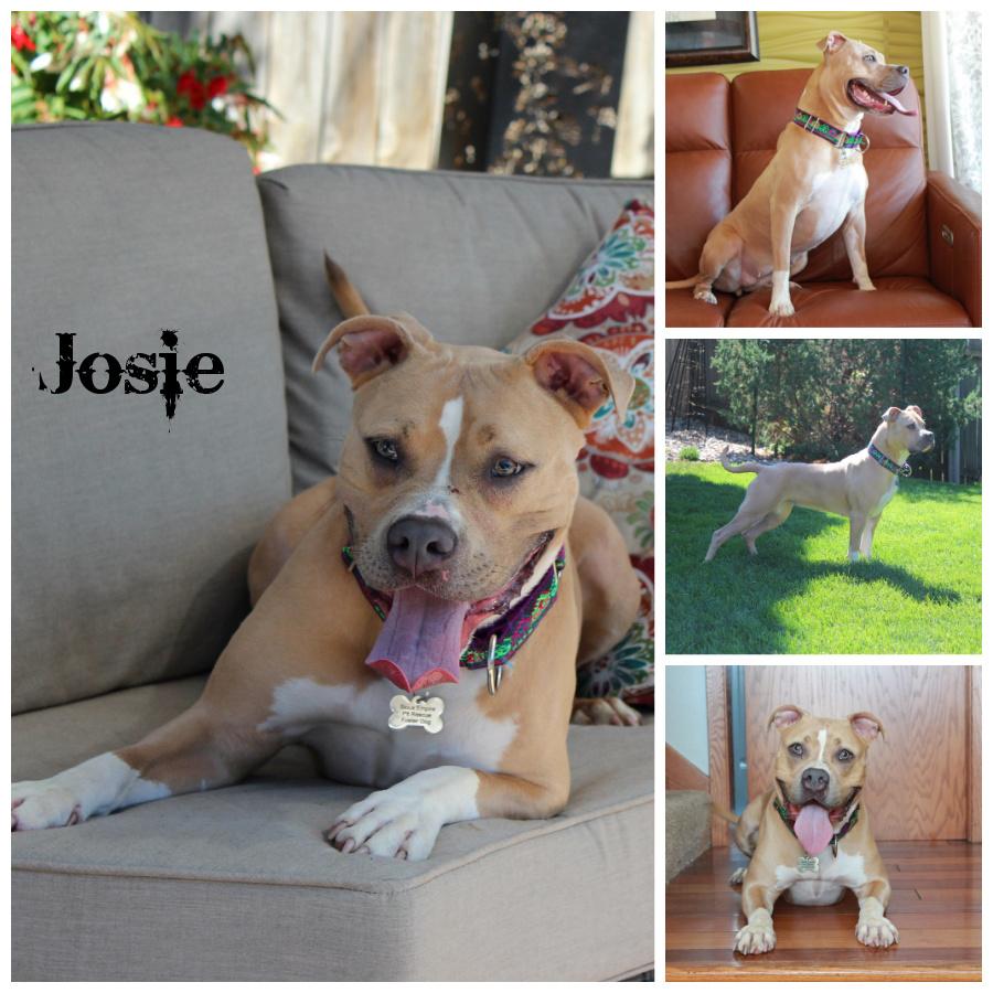 Enlarge Josie, an adopted mixed breed in Sioux Falls, SD image 1/6