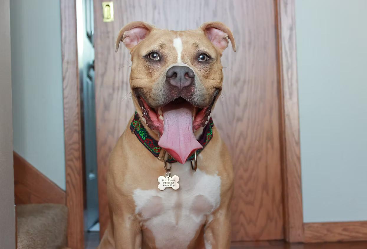 Enlarge Josie, a Adoptable mixed breed in Sioux Falls, SD image 4/6