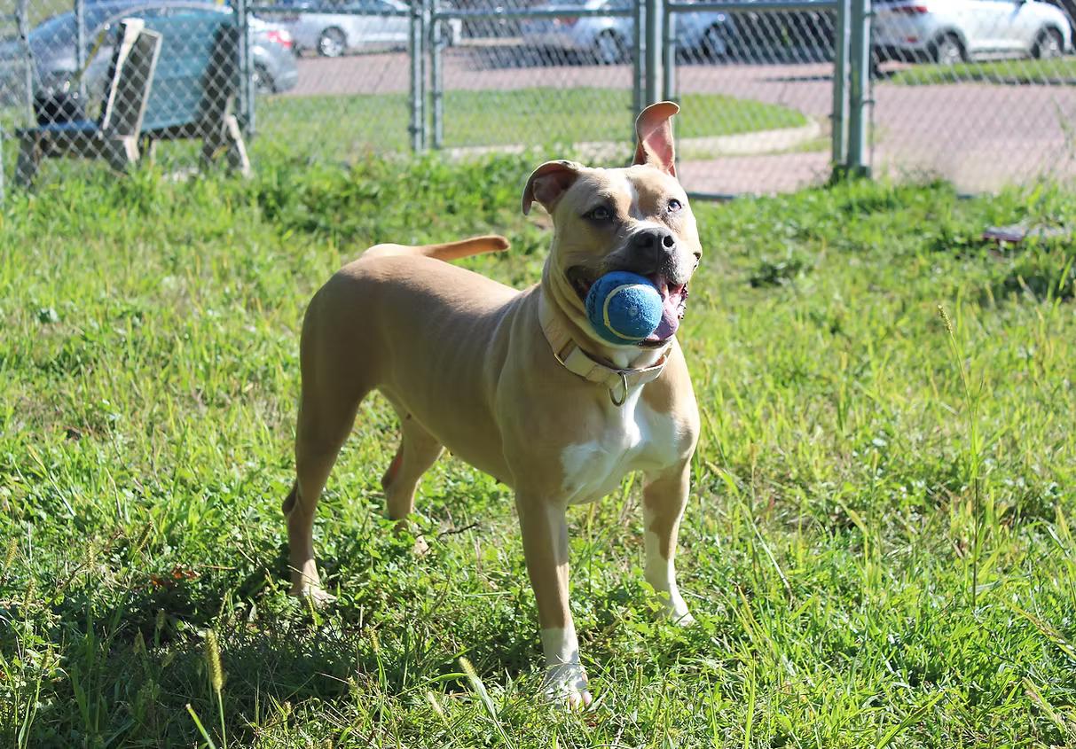 Enlarge Josie, a Adoptable mixed breed in Sioux Falls, SD image 5/6