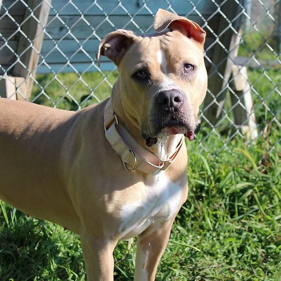 Enlarge Josie, a Adoptable mixed breed in Sioux Falls, SD image 6/6