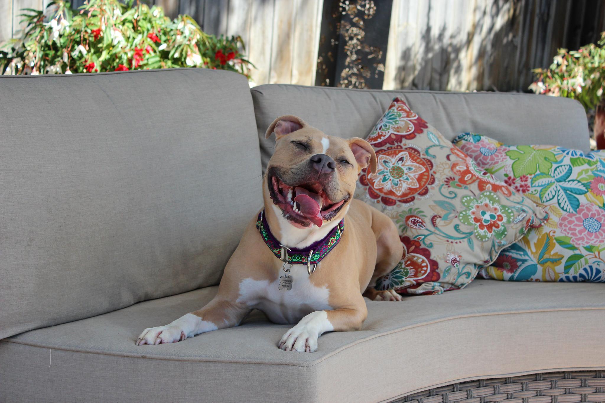 Enlarge Josie, an adopted mixed breed in Sioux Falls, SD image 6/6