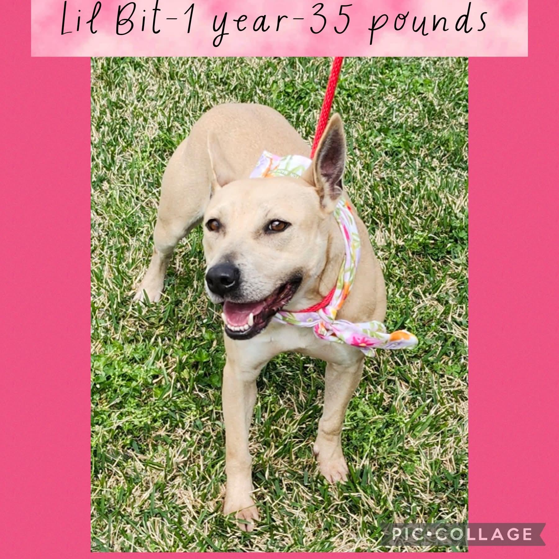 Lil Bit, ADOPTABLE, Adult Female Mixed Breed.