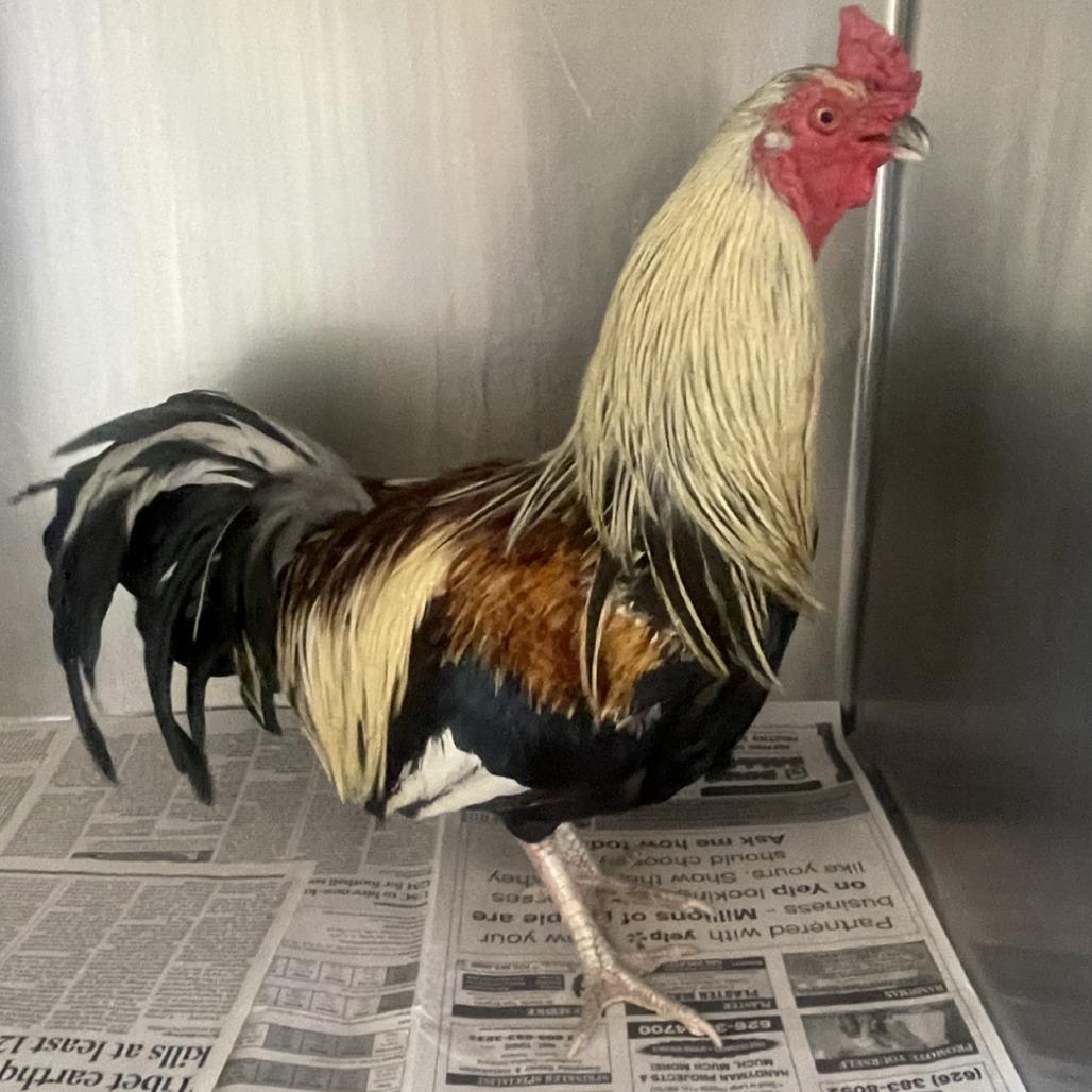 Enlarge Titan*, a Adoptable Chicken in San Gabriel, CA image 1/1