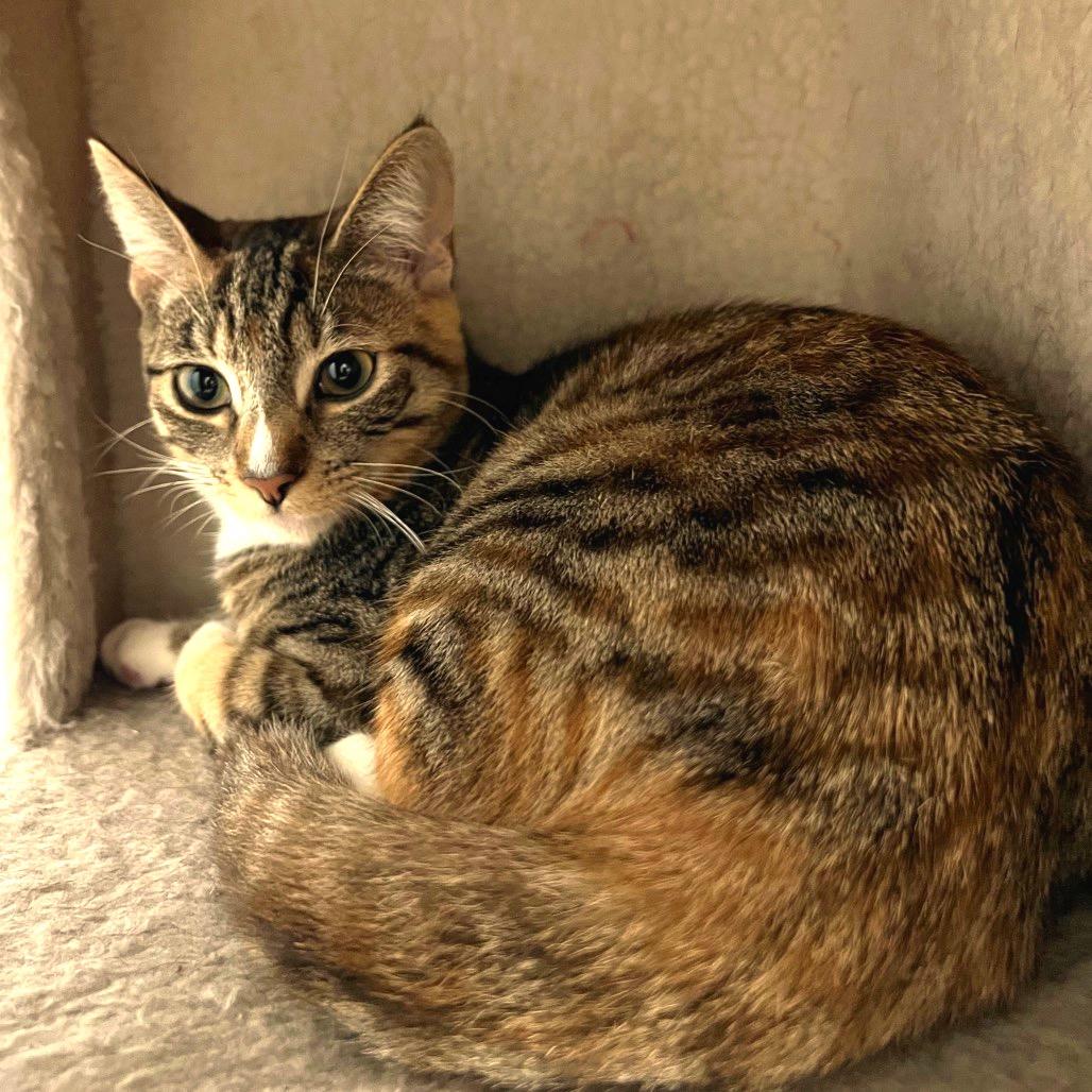 Pepper, Adoptable, Young Female Domestic Short Hair.