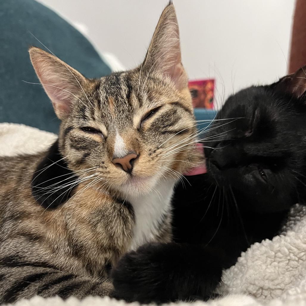 Pepper, a Adoptable Domestic Short Hair in Los Angeles, CA image 2/2