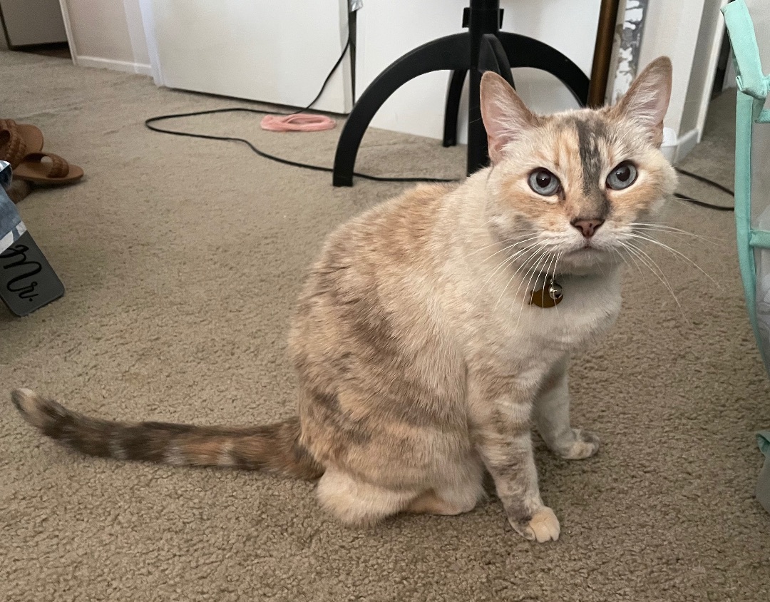 AYRA, Adoptable, Adult Female Dilute Calico & Siamese.