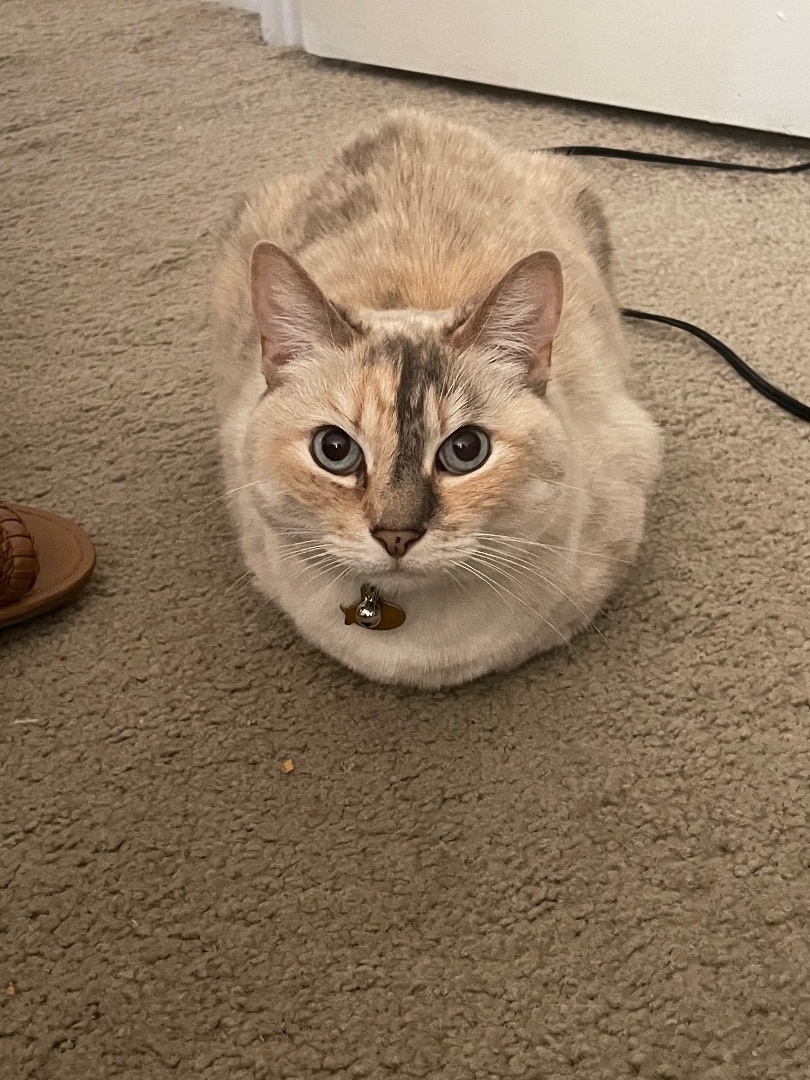 AYRA, a Adoptable mixed breed in Palmdale, CA image 2/8