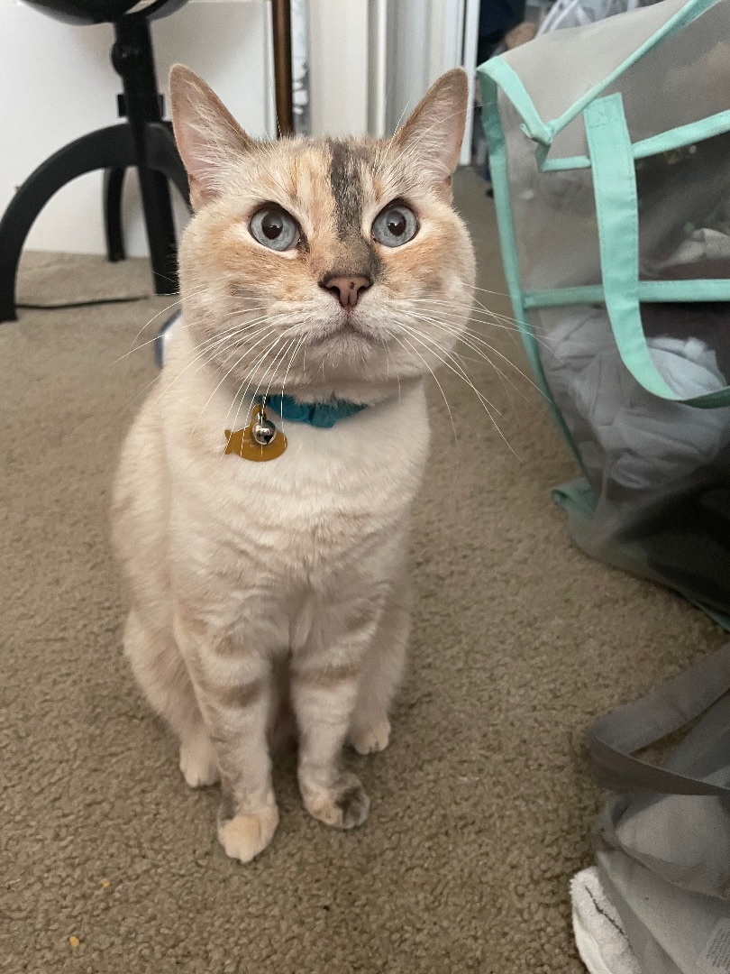 AYRA, a Adoptable mixed breed in Palmdale, CA image 3/8