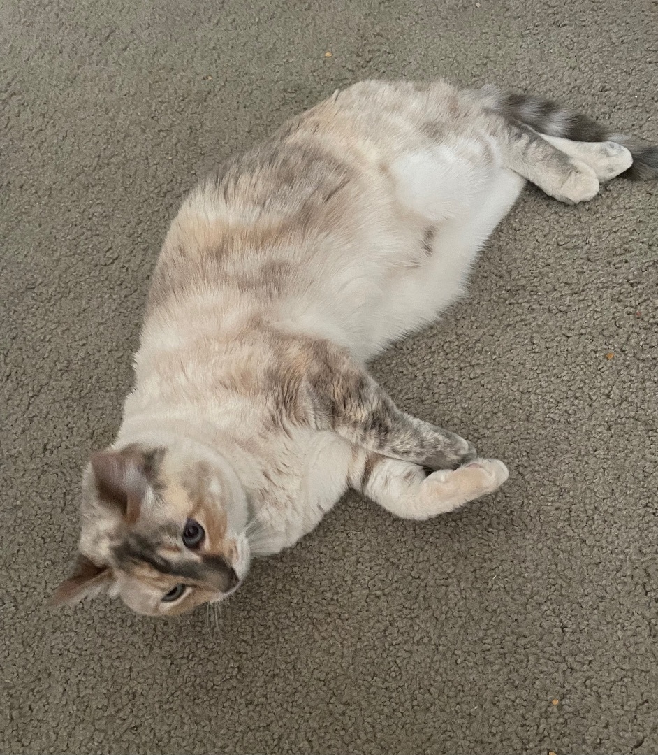 AYRA, a Adoptable mixed breed in Palmdale, CA image 4/8