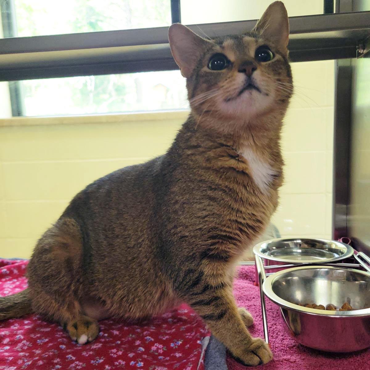 Cameo, a Adoptable Domestic Short Hair in Plover, WI image 1/3