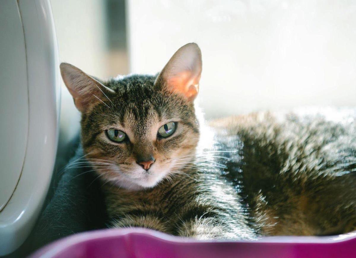 Cameo, a Adoptable Domestic Short Hair in Plover, WI image 2/3