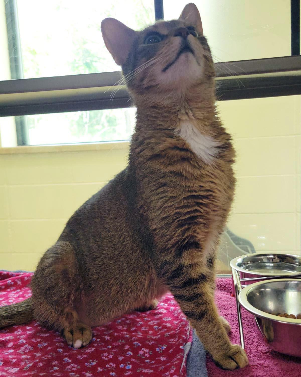 Cameo, a Adoptable Domestic Short Hair in Plover, WI image 3/3