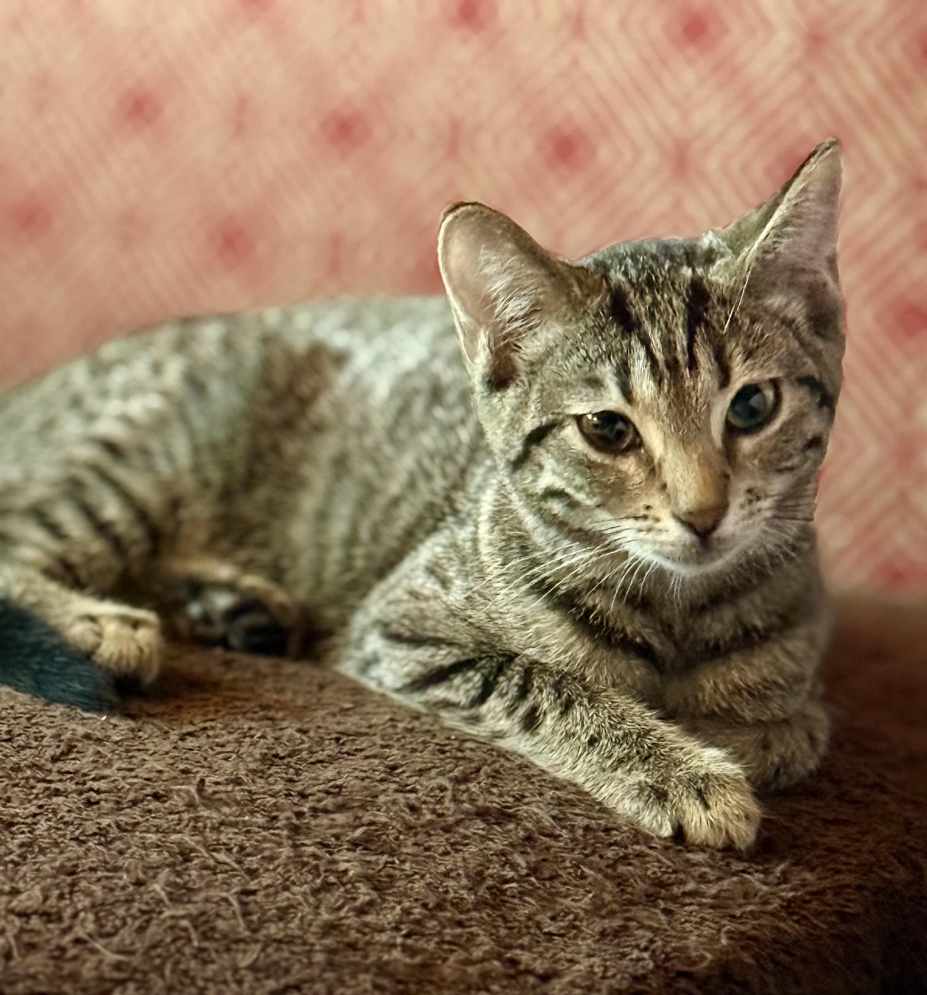 Holly of the H Kittens!, Adoptable, Kitten Female Tabby & American Shorthair.