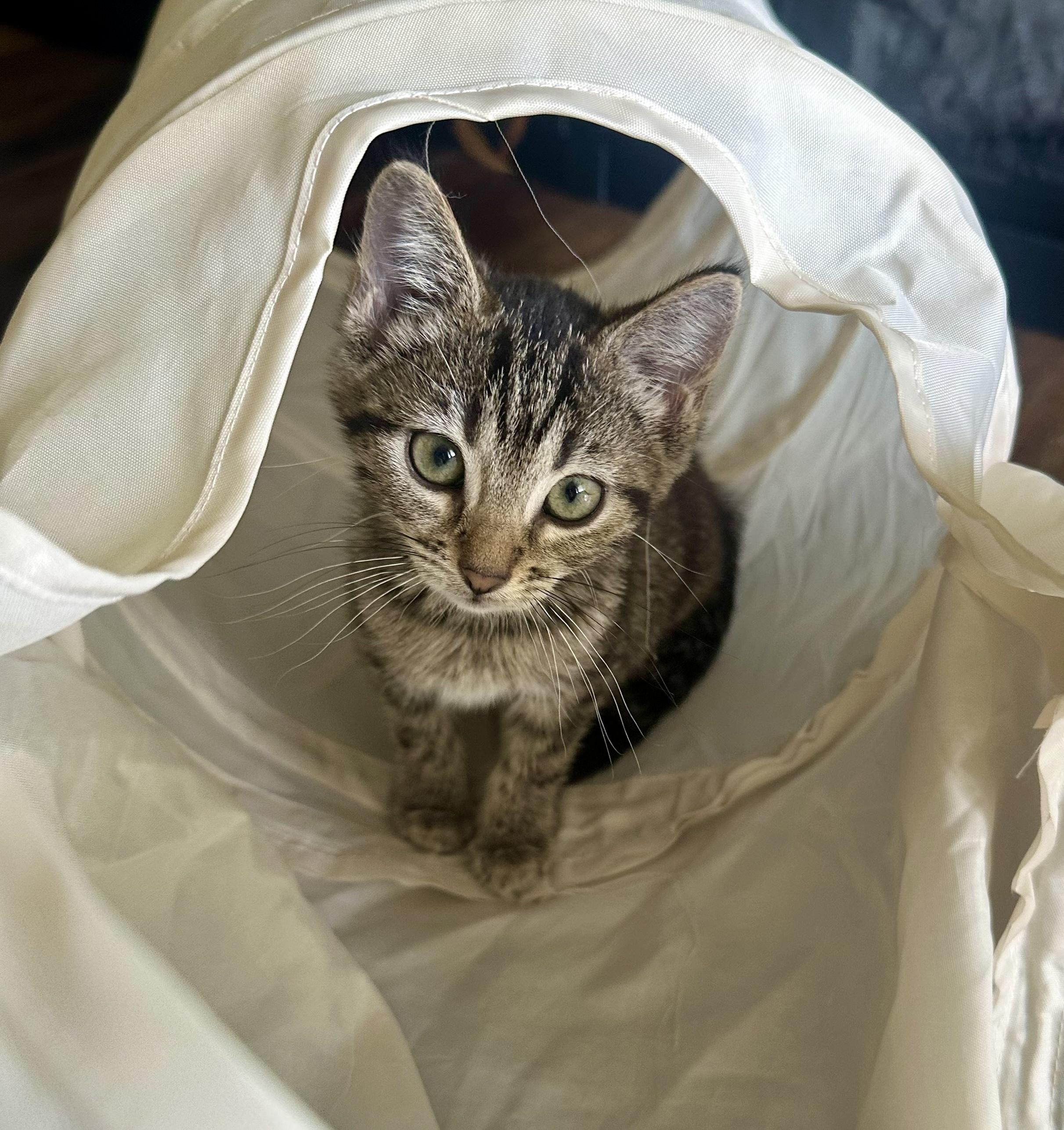 Holly of the H Kittens!, a Adoptable mixed breed in Cincinnati, OH image 2/4