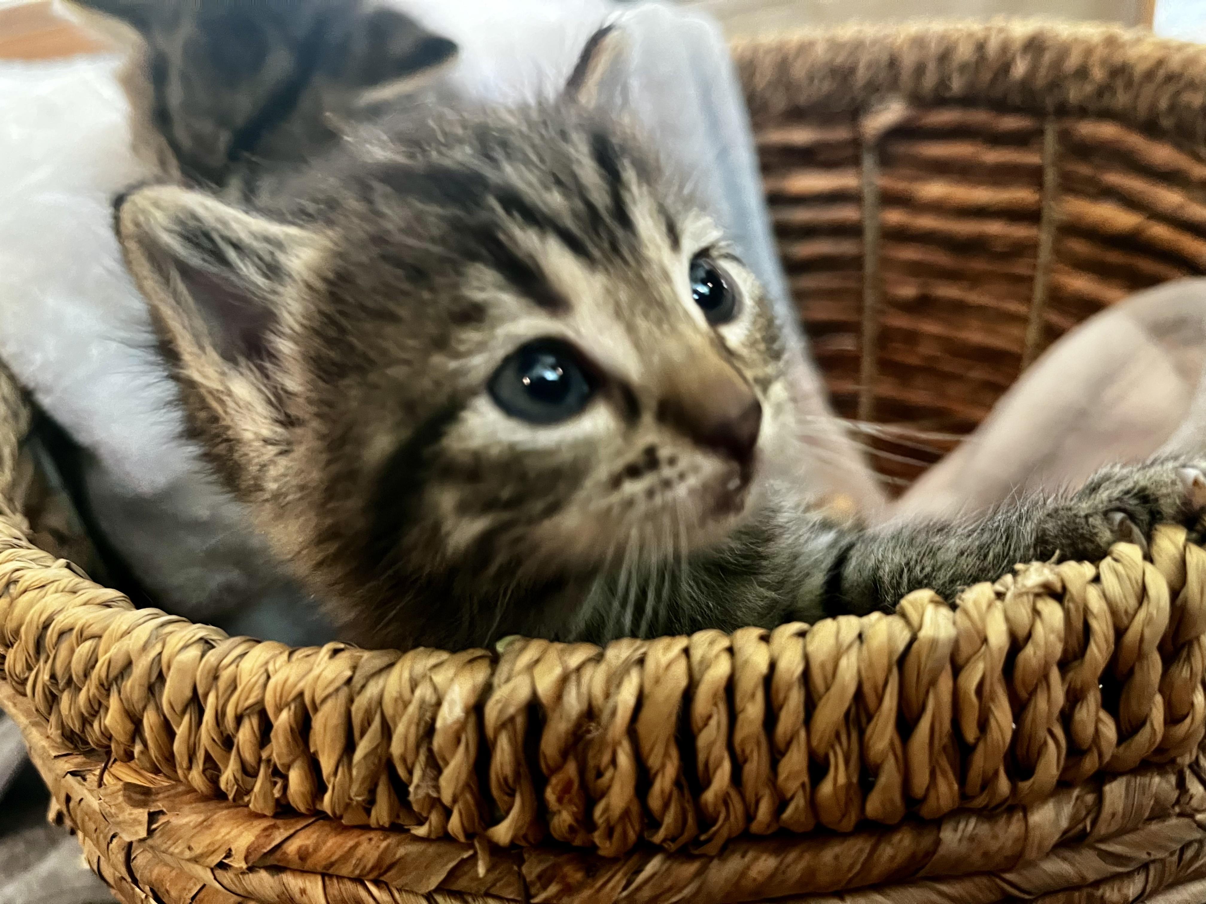 Holly of the H Kittens!, a Adoptable mixed breed in Cincinnati, OH image 3/4