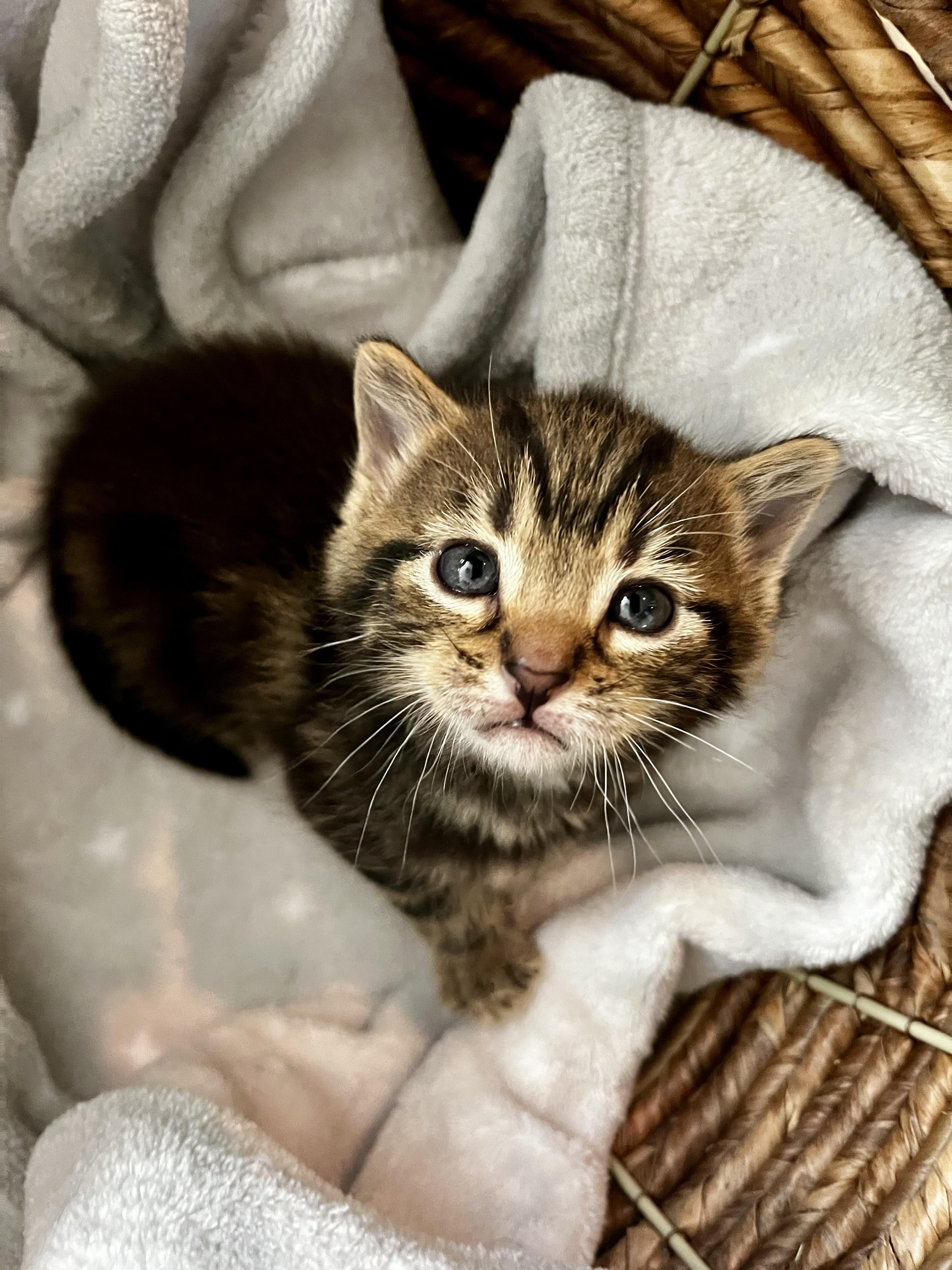 Holly of the H Kittens!, a Adoptable mixed breed in Cincinnati, OH image 4/4