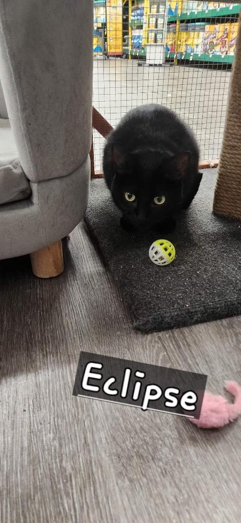 Eclipse, Adoptable, Adult Female Domestic Short Hair.