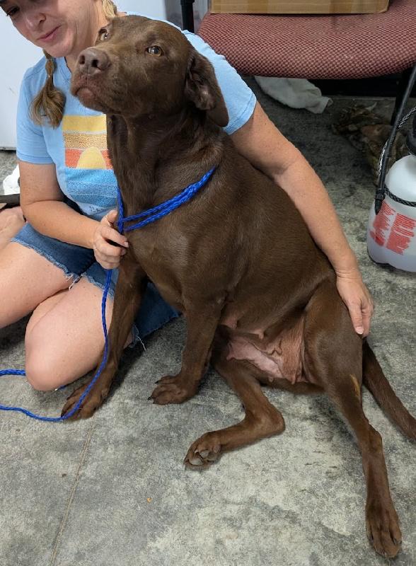 Bailey, Adopted, Adult Female Chocolate Labrador Retriever.