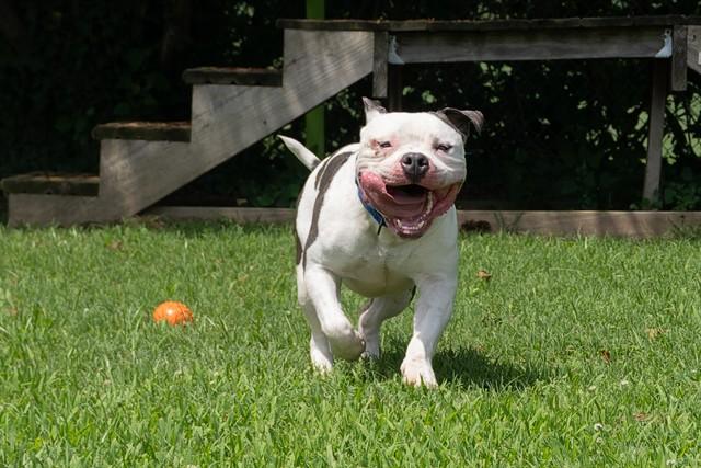 Enlarge KING, a Adoptable mixed breed in Easton, MD image 1/1