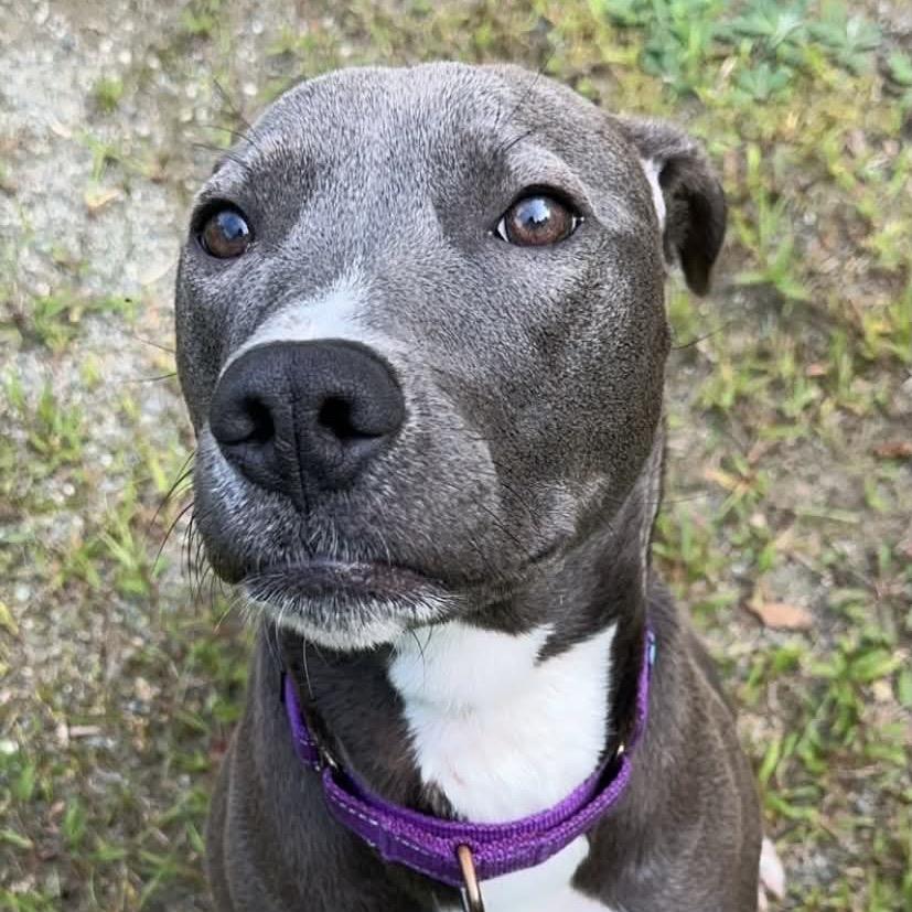 Lola, Adoptable, Adult Female Mixed Breed.