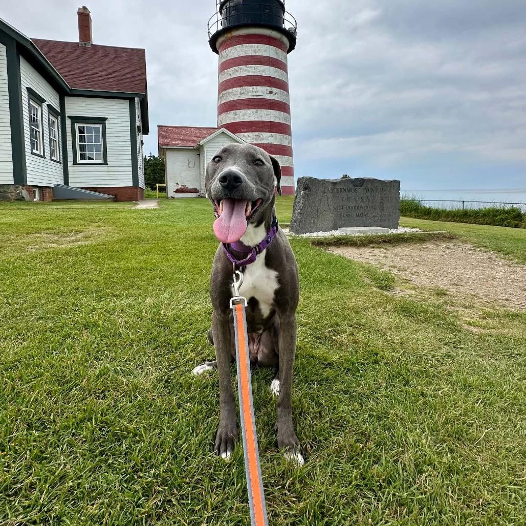 Enlarge Lola, a Adoptable Mixed Breed in Oxford, ME image 2/5