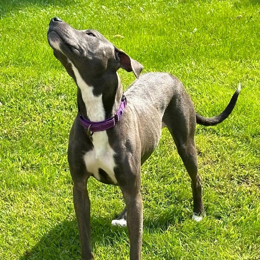 Enlarge Lola, a Adoptable Mixed Breed in Oxford, ME image 3/5