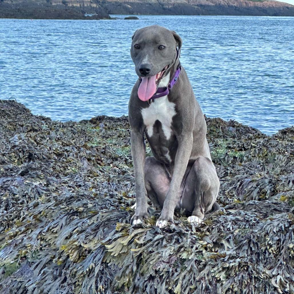 Enlarge Lola, a Adoptable Mixed Breed in Oxford, ME image 4/5