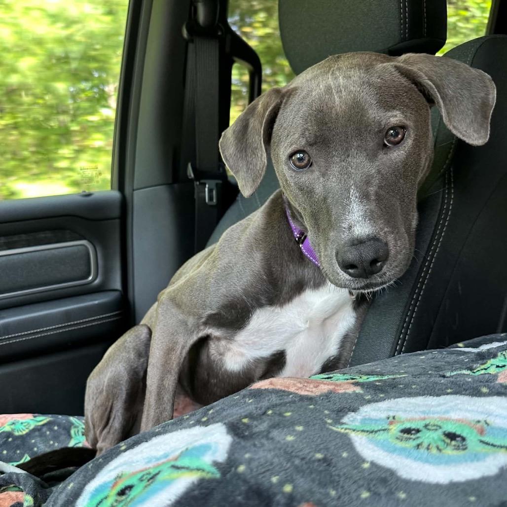 Enlarge Lola, a Adoptable Mixed Breed in Oxford, ME image 5/5